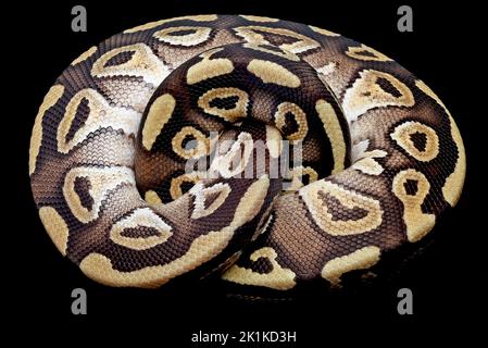 Nahaufnahme eines Kugelpythons, der sich in einem Ball zusammenrollte, Indonesien Stockfoto