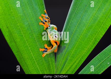 Ansicht eines Baumfrosches auf einem Blatt von oben, Indonesien Stockfoto
