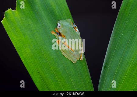 Ansicht eines Baumfrosches auf einem Blatt von oben, Indonesien Stockfoto