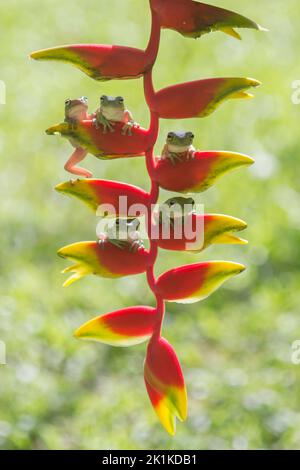 Fünf dumpige Baumfrösche auf einer Heliconia-Pflanze, Indonesien Stockfoto