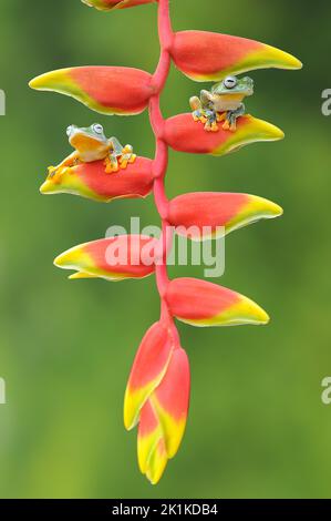 Zwei dumpige Baumfrösche auf einer Heliconia-Pflanze, Indonesien Stockfoto