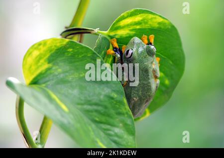 Ansicht eines Baumfrosches auf einem Blatt von oben, Indonesien Stockfoto