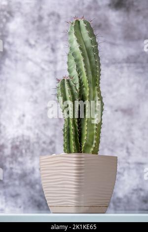 Hellbrauner Topf mit Cereus-Kaktus mit vielen spitzen und stacheligen Spitzen und grauem Hintergrund Stockfoto