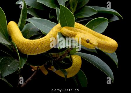 Nahaufnahme einer gelben White-Lipped Pit Viper (Trimeresurus insularis) an einem Zweig, Indonesien Stockfoto