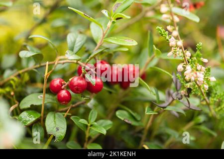 Schöner Busch aus reifen roten Preiselbeeren, Perlhüpfer, Berganbeeren oder Preiselbeeren zwischen grünen Blättern und Moos im Wald oder im Wald im Herbst Stockfoto
