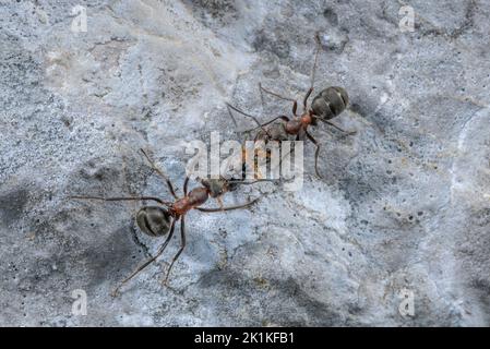 Südliche Waldante, Formica rufa, die Beute trägt. Stockfoto