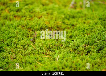 Schöner Hintergrund mit grünem Moos oder Moschus und Vielfalt von kleinen Pflanzen und Blättern auf dem Boden im Unterholz eines Waldes oder Wäldern im Herbst Stockfoto