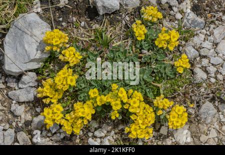 Wulfen's Alyssum, Alyssum wulfenianum in Blüte und Frucht, in Kalkstein Rasen; Karawanken Berge. Stockfoto