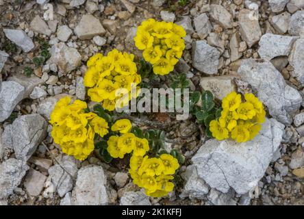 Wulfen's Alyssum, Alyssum wulfenianum in Blüte und Frucht, in Kalkstein Rasen; Karawanken Berge. Stockfoto