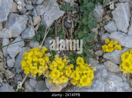 Wulfen's Alyssum, Alyssum wulfenianum in Blüte und Frucht, in Kalkstein Rasen; Karawanken Berge. Stockfoto