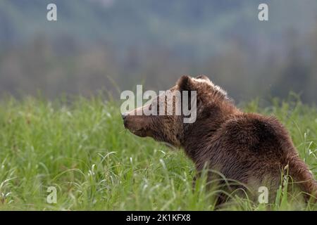 Eine kontemplative weibliche Grizzlybärin sitzt im hohen Sedge-Gras des Smith Inlet im Great Bear Rainforest von British Columbia. Stockfoto