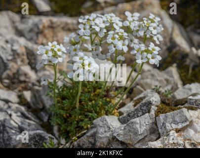 Chamois Cress, Hornungia alpina, blühend auf Kalkstein-Geröll. Stockfoto