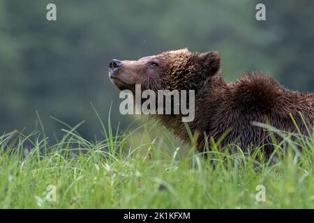 Eine wachsame weibliche Grizzlybärin macht eine Pause vom Grasen auf den reichen Sedge-Gräsern von Smith Inlet, um die Landschaft auf Gefahren zu untersuchen. Stockfoto