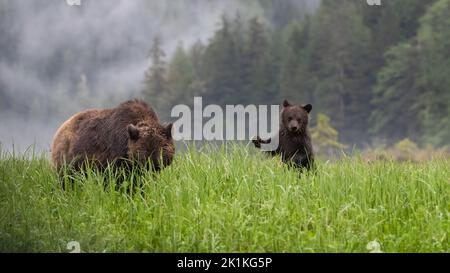 Ein junges, schwarzes, grizzlybärenjunges steht auf den hohen Seggengrasen eines nebligen Smith Inlet, British Columbia, zu sehen, während seine Mutter in der Nähe grast Stockfoto