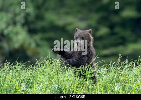Ein süßes, junges, schwarzes Grizzlybärenjunges praktiziert beim Spazierengehen durch hohe Sedge-Gräser in Smith Inlet, British Columbia Stockfoto