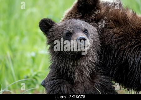 Ein süßes, junges, schwarzes Grizzlybärenjunges schmiegt sich an seine Mutter und bleibt wachsam Stockfoto