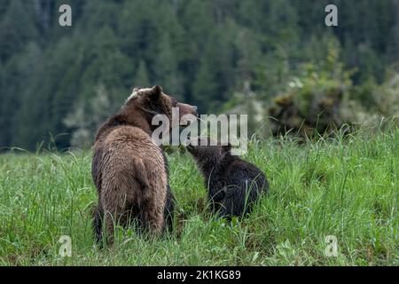 Ein junger schwarzer Grizzlybär spricht seine Mutter an, während sie auf den rick-Sedge-Gräsern des Smith Inlet im kanadischen Great Bear Rainforest grast Stockfoto