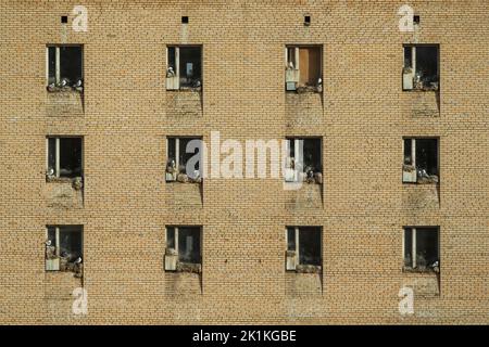 Schwarzbeiner-Dreizehenmöwe Rissa tridactyla, Nistkolonie auf verlassenen russischen Gebäude, Pyramiden, Svalbard, September 2018 Stockfoto