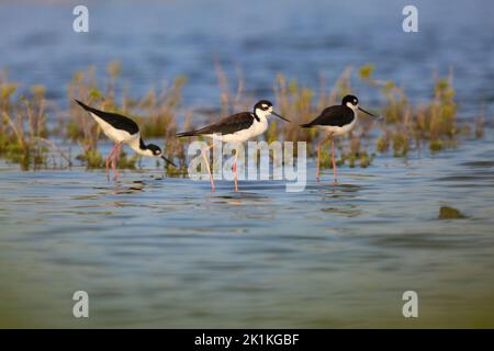Schwarzhalsstelze Himantopus mexicanus, Trio watet in der flachen Lagune, Kralendijk, Bonaire, August Stockfoto