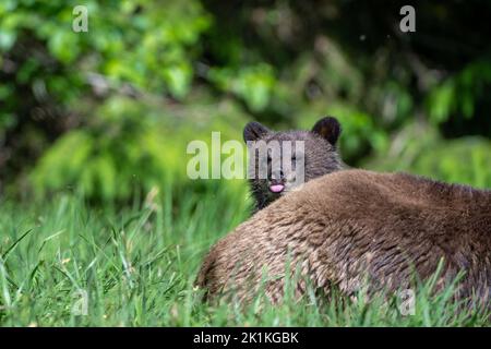 Ein frech gruseliges Bärenjunges ragt aus der Zunge, während es sich hinter seiner Mutter versteckt, die auf den hohen Sedge-Gräsern im kanadischen Great Bear Rainforest grast Stockfoto