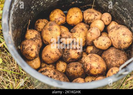 Frische, reife gelbe Bio-Kartoffeln, die in einem Eimer gesammelt wurden, werden gerade in einem landwirtschaftlichen Feld gepflückt. Haufen von Kartoffelwurzel. Konzept der biologischen Landwirtschaft Stockfoto