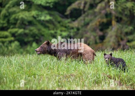 Eine Grizzlybärin der Mutter und ihr junges, schwarzes Junge waten durch die hohen Frühlingsgräser des kanadischen Great Bear Rainforest Stockfoto