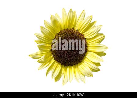 Sonnenblume (helianthus) eine Sommer blühende Pflanze mit einer gelben Sommerblüte, die herausgeschnitten und auf weißem Hintergrund isoliert wurde, Stock-Foto-Bild Stockfoto