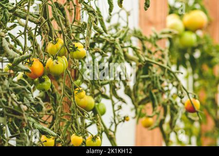 Frische Bio unreife Haufen hängender grüner Tomaten in einem rustikalen Holzhaus, Nahaufnahme. Konzept der biologischen Landwirtschaft, Bio-Produkt, Bio-Ökologie Stockfoto