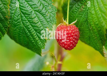 Schöne, rot-fruchtige, reife Himbeeren, die an der grünen Pflanze hängen. Nahaufnahme Stockfoto