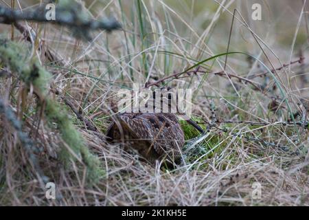 Eurasischer Holzschwanz Scolopax rusticola, brüllend unter Gräsern, Black Isle, Highland, Schottland, UK, Februar Stockfoto