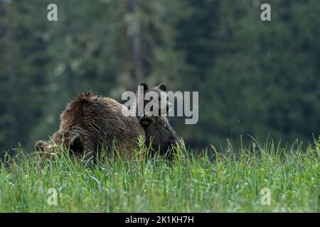 Ein junges Grizzlybärenjunges nimmt sich eine Auszeit, um sich gegen seine fütterndende Mutter auszuruhen Stockfoto