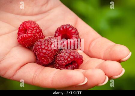 Schöne rote Früchte reifen Himbeeren bereit, in der Hand eines Mädchens zu essen, aus der Nähe Stockfoto