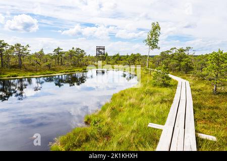Großer Kemeri-Moorsumpf im Kemeri-Nationalpark in Lettland Stockfoto