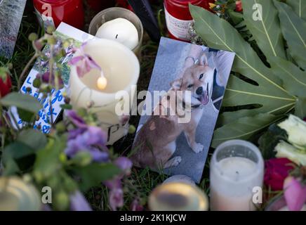 Hessen, Deutschland. 19. September 2022. 19. September 2022, Hessen, Frankfurt/Main: Fotos von Hunden stehen inmitten von Totlichtern und Blumen am Rande eines Hundelaufens im Frankfurter Stadtteil Riedberg. Verschiedenen Berichten zufolge sind mehr als zwölf Hunde an den vergifteten Ködern gestorben, und die Polizei ermittelt. Foto: Boris Roessler/dpa Quelle: dpa picture Alliance/Alamy Live News Stockfoto