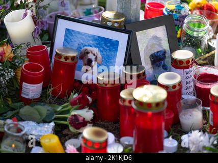 Hessen, Deutschland. 19. September 2022. 19. September 2022, Hessen, Frankfurt/Main: Fotos von Hunden stehen inmitten von Totlichtern und Blumen am Rande eines Hundelaufens im Frankfurter Stadtteil Riedberg. Verschiedenen Berichten zufolge sind mehr als zwölf Hunde an den vergifteten Ködern gestorben, und die Polizei ermittelt. Foto: Boris Roessler/dpa Quelle: dpa picture Alliance/Alamy Live News Stockfoto