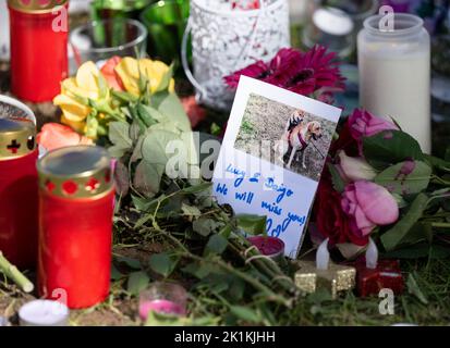 Hessen, Deutschland. 19. September 2022. 19. September 2022, Hessen, Frankfurt/Main: Fotos von Hunden stehen inmitten von Totlichtern und Blumen am Rande eines Hundelaufens im Frankfurter Stadtteil Riedberg. Verschiedenen Berichten zufolge sind mehr als zwölf Hunde an den vergifteten Ködern gestorben, und die Polizei ermittelt. Foto: Boris Roessler/dpa Quelle: dpa picture Alliance/Alamy Live News Stockfoto