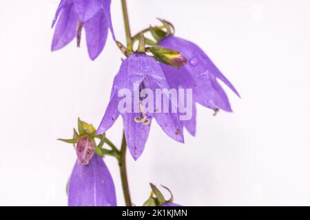 Campanula rapunculoides blüht. Gebräuchliche Namen kriechende Glockenblume, Wildschwein, Gartenbläuel, violette Glocke, Gartenhantel. Auf dem weißen Hintergrund. Stockfoto