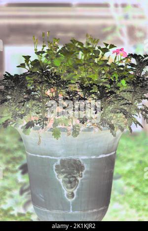 Ein riesiger Blumentopf überfüllt mit Sommerpflanzen in einem Farbfilm-Negativ. Stockfoto