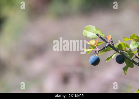 Prunus spinosa Früchte häufig Schlehdorn oder Schlehe. Gesund, voller Vitamine und Antioxidantien. Heimische Pflanze Europas, Großbritanniens und Westasiens. Stockfoto