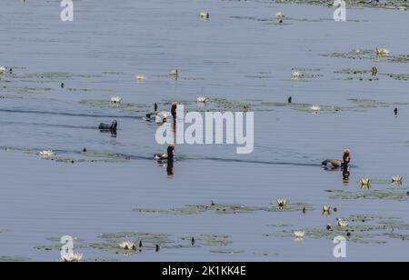 Gruppe von Rüden Rotkellentochter, Netta rufina, am See mit weißen Seerosen in der Brutsaison. Brenne, Frankreich. Stockfoto