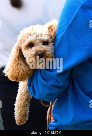 Kronprinzessin Victoria mit ihrem Hund Rio während des PEP Day im Haga Park, Stockholm, Schweden, 19. September 2022. Foto: Karin Törnblom / TT / kod 2377 Stockfoto