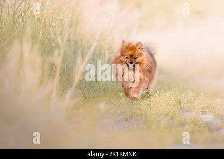 Niedliche flauschige pommersche Hund im Freien Stockfoto