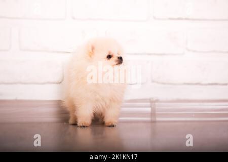 Niedliche pommersche spitz Hunderasse zu Hause Stockfoto