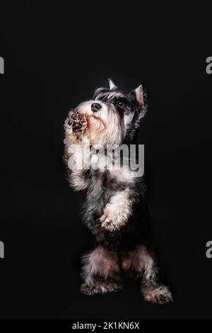 Miniatur Schnauzer Hund auf schwarzem Hintergrund Stockfoto