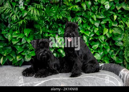 Mini Schnauzer Dog oder Zwergschnauzer Indoor Stockfoto