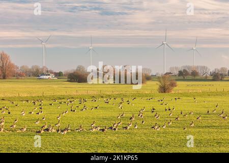 Wandergänse ruhen auf einer Wiese vor dem niederländischen Fluss IJssel bei Arnhem, Niederlande Stockfoto