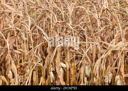 Dürre und ausgetrocknete holländische Maisfelder während der Dürre im Sommer 2022 Stockfoto