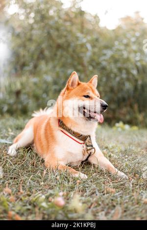 Shiba Inu Hund im Freien. Tierthemen. Hundespaziergängen. Haustiere im Freien Stockfoto