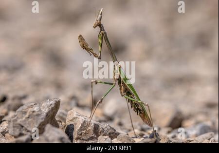 Conehead Mantis, Empusa pennata auf steinigem Boden, Gorge du Tarn, Frankreich. Stockfoto