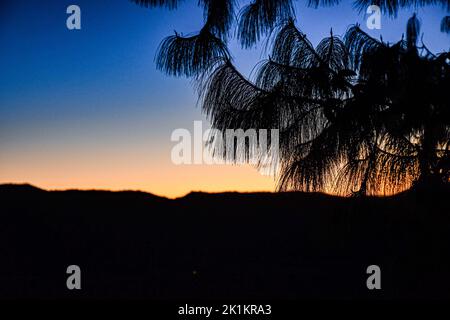 Die Silhouetten eines Baumes und von Hügeln im Hintergrund vor einem blauen und gelben Himmel bei Sonnenuntergang Stockfoto